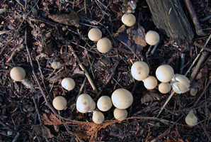 Lycoperdon perlatum, growth pattern of young fruiting bodies.